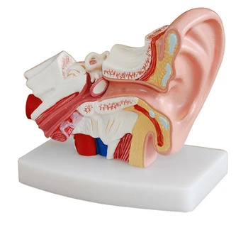 Профессиональная модель имитации Гигантского ушного сустава человека Анатомическая модель Обучающая модель Высокое качество NE